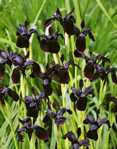 Ирис бородатый Black Form (Блэк Форм)