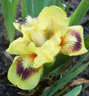 Ирис карликовый Inscription