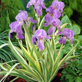 Ирис карликовый Aurea Variegata