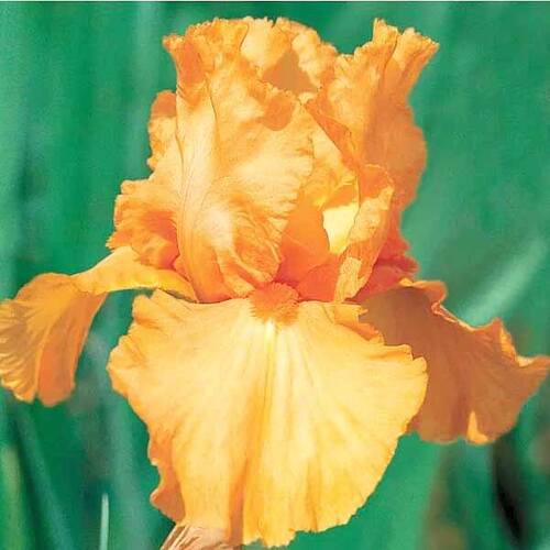 Ирис германский Apricot Silk (Априкот Силк)