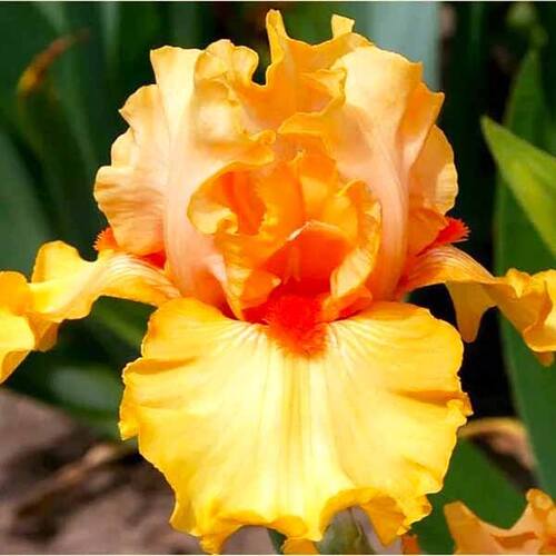 Ирис германский Apricot Silk (Априкот Силк)
