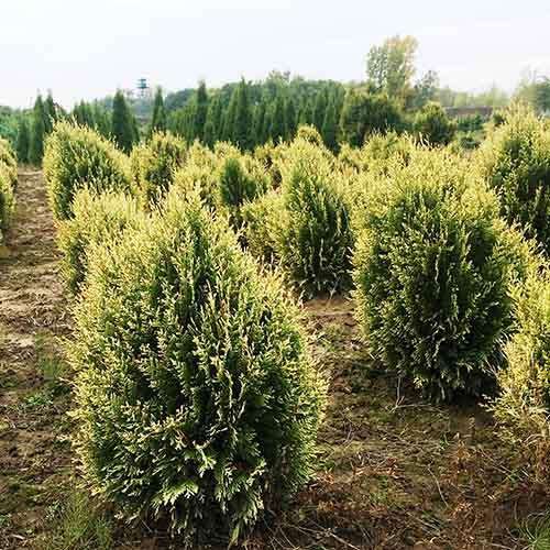Туя складчатая Kórnik (Корник)