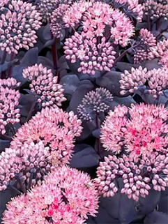 Седум (очиток) Mojave Jewels Sapphire ( Моджаве Джавел Сапфир)