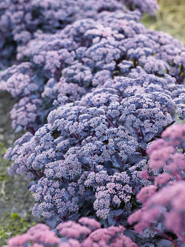 Седум (очиток) Mojave Jewels Sapphire ( Моджаве Джавел Сапфир)