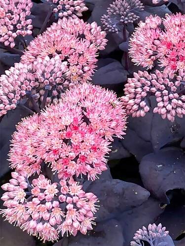 Седум (очиток) Mojave Jewels Sapphire ( Моджаве Джавел Сапфир)