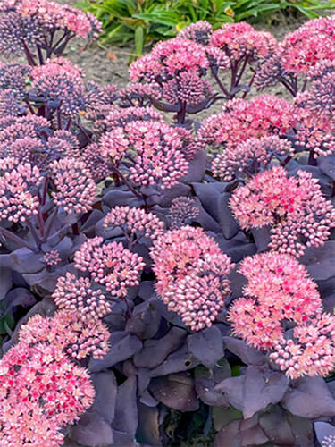 Седум (очиток) Mojave Jewels Sapphire ( Моджаве Джавел Сапфир)