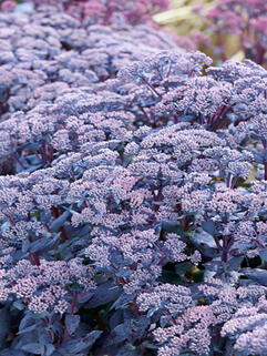 Седум (очиток) Mojave Jewels Sapphire ( Моджаве Джавел Сапфир)