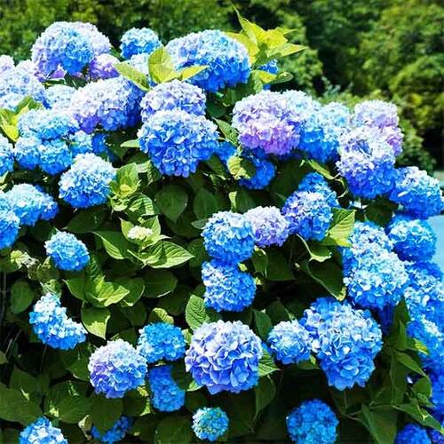 Гортензия крупнолистная Nikko Blue (Никко Блу)