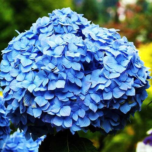 Гортензия крупнолистная Nikko Blue (Никко Блу)