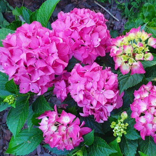 Гортензия крупнолистная Forever Ever Pink (Фореве энд Эве Пинк)