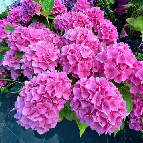 Гортензия крупнолистная Forever Ever Pink (Фореве энд Эве Пинк)
