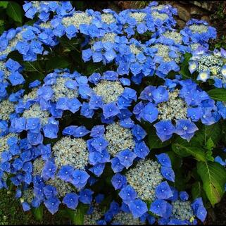 Гортензия крупнолистная Blaumeise (Блаумайз)