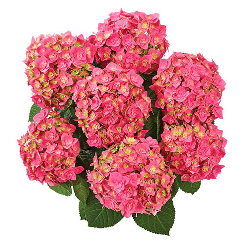 Гортензия крупнолистная Double Pink Love (Дабл Пинк Лов)