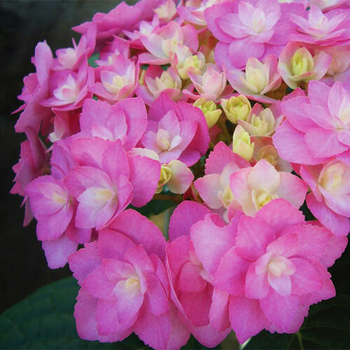 Гортензия крупнолистная Double Pink Love (Дабл Пинк Лов)