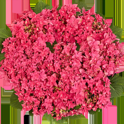 Гортензия крупнолистная Francy Hot Pink (Фрэнси Хот Пинк)