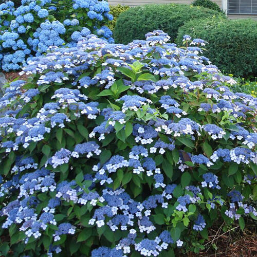Гортензия пильчатая Bluebird (Блубёрд)