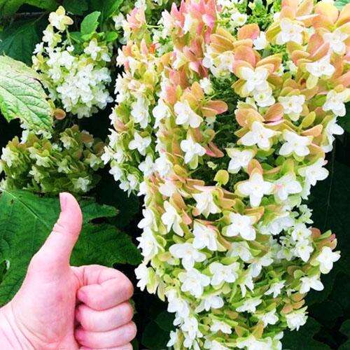 Гортензия Бургунди: особенности сорта и правила посадки