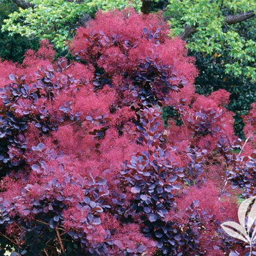 Скумпия кожевенная Royal Purple (Ройал Пурпл)
