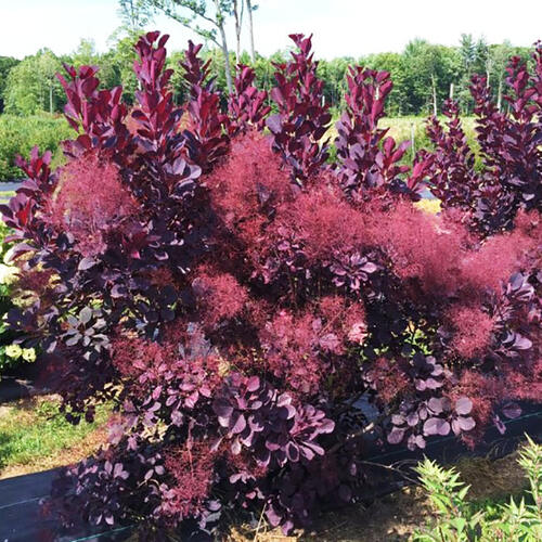 Скумпия кожевенная Royal Purple (Ройал Пурпл)