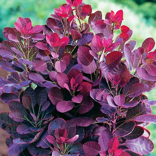 Скумпия кожевенная Royal Purple (Ройал Пурпл)