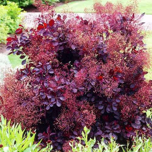 Скумпия кожевенная Royal Purple (Ройал Пурпл)