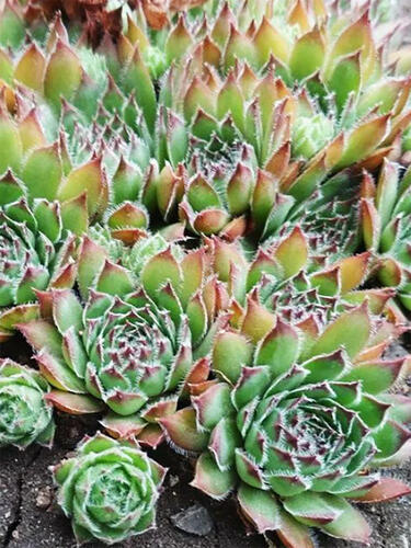 Молодило Sirius (Сириус)