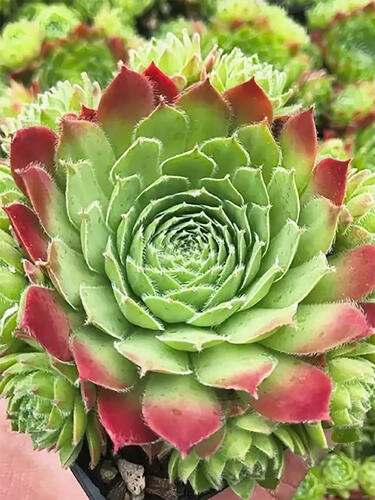 Молодило Sirius (Сириус)