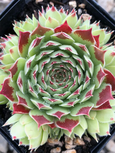 Молодило Draco ( Драко )