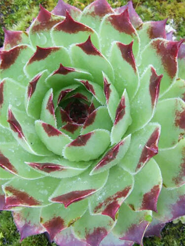 Молодило Draco ( Драко )