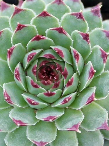 Молодило Draco ( Драко )