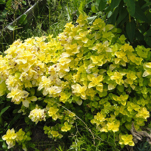 Душица Gold Oregano (Голд Орегано)