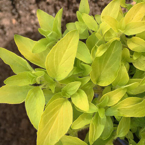 Душица Gold Oregano (Голд Орегано)