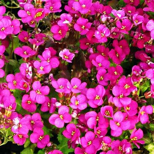 Арабис кавказский Little Treasure Deep Rose (Литл Треже Дип Роуз)