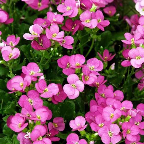 Арабис кавказский Little Treasure Deep Rose (Литл Треже Дип Роуз)