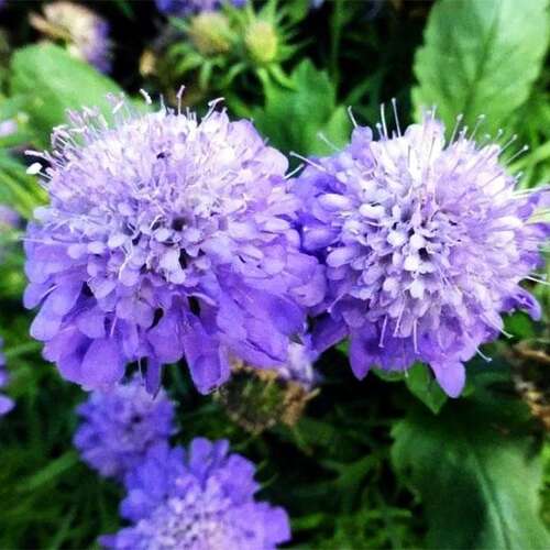 Скабиоза японская Ritz Blue (Ритц Блу)