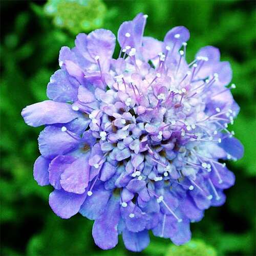 Скабиоза японская Ritz Blue (Ритц Блу)