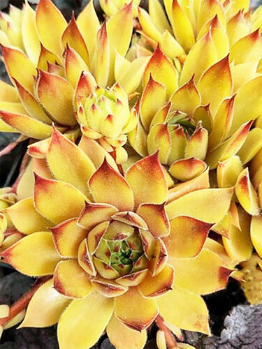 Молодило Leo ( Лео )