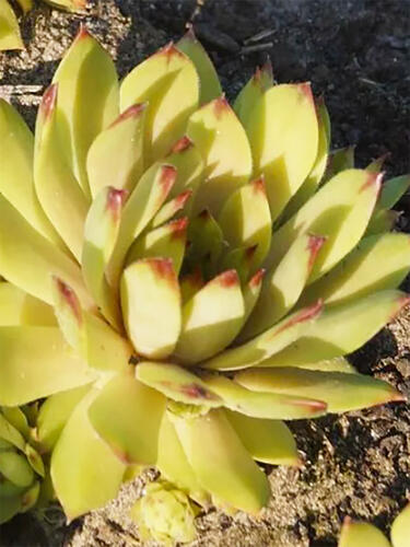 Молодило Leo ( Лео )