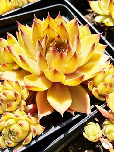 Молодило Leo ( Лео )