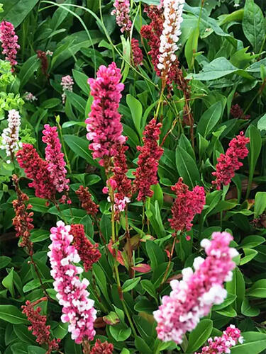 Персикария Дарджилинг Ред