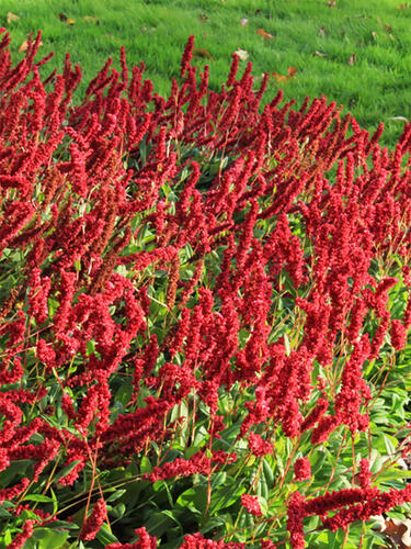 Персикария Дарджилинг Ред