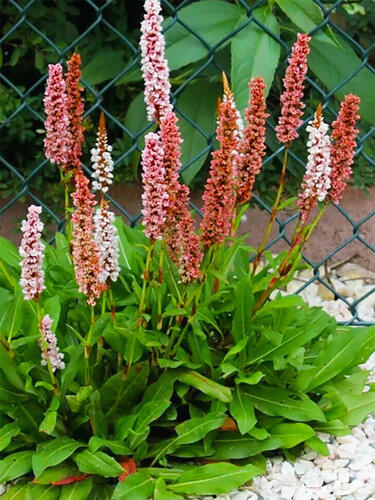 Персикария Дарджилинг Ред