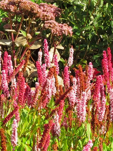 Персикария Дарджилинг Ред