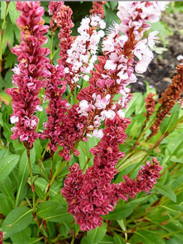 Персикария Дарджилинг Ред