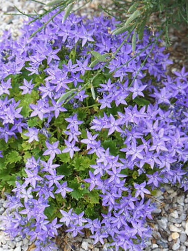 Колокольчик Garganica (Гарганский )