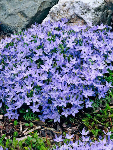 Колокольчик Garganica (Гарганский )