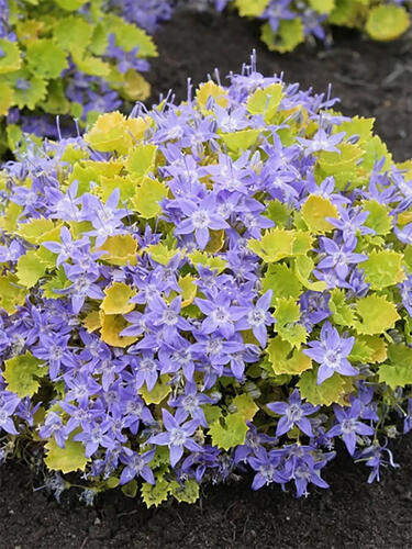 Колокольчик Garganica (Гарганский )