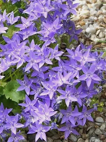 Колокольчик Garganica (Гарганский )