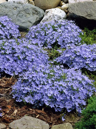 Колокольчик Garganica (Гарганский )