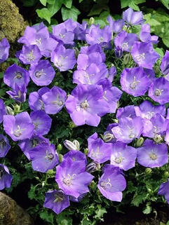 Колокольчик карпатский Rapido Blue (Рапидо Блу) 